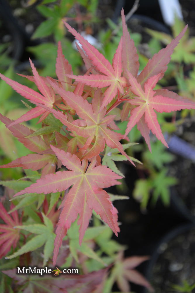- Acer palmatum 'Isobel' Rare Japanese Maple - Mr Maple │ Buy Japanese Maple Trees