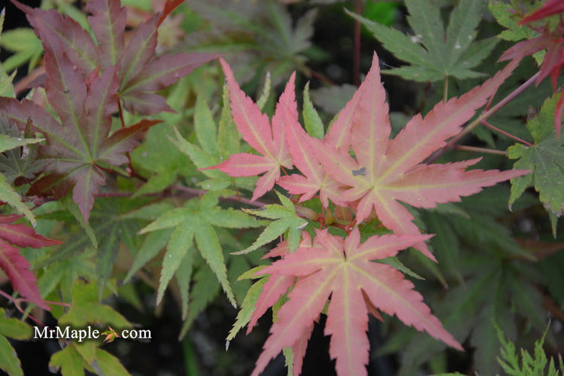 - Acer palmatum 'Isobel' Rare Japanese Maple - Mr Maple │ Buy Japanese Maple Trees