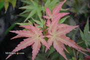 - Acer palmatum 'Isobel' Rare Japanese Maple - Mr Maple │ Buy Japanese Maple Trees