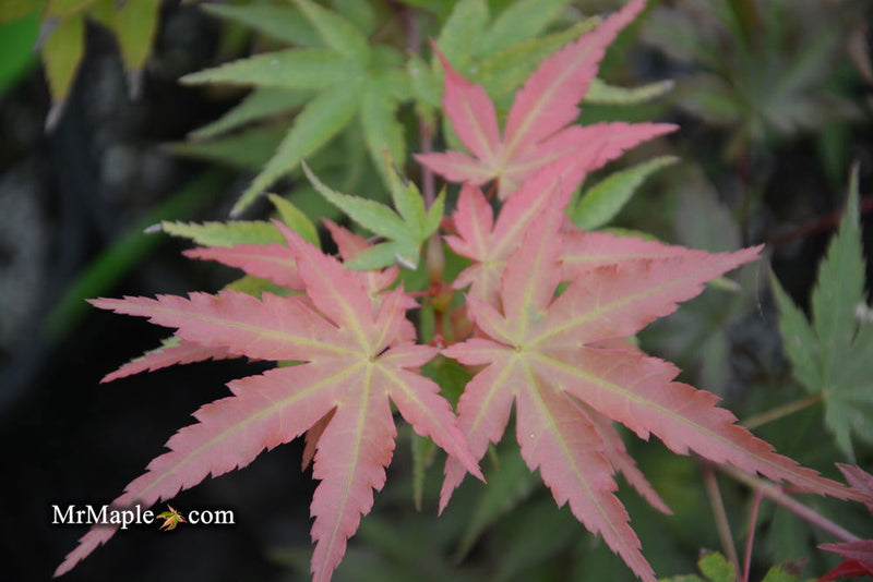 - Acer palmatum 'Isobel' Rare Japanese Maple - Mr Maple │ Buy Japanese Maple Trees