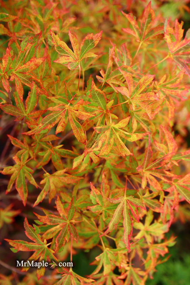 Buy Acer palmatum 'Itami nishiki' Japanese Maple — Mr Maple │ Buy
