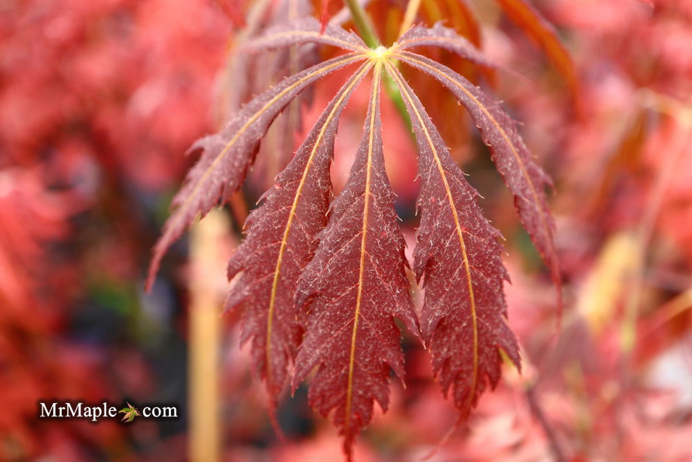 Fire Red Maple Buy Acer palmatum 'JJ Fire Red' Japanese Maple — Mr Maple │ Buy ...