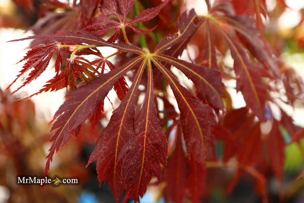 Fire Red Maple Buy Acer palmatum 'JJ Fire Red' Japanese Maple — Mr Maple │ Buy ...