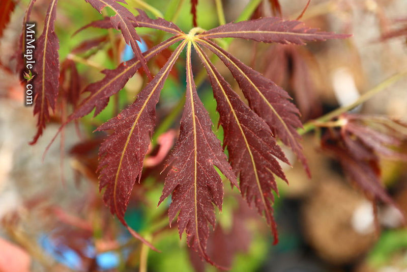 - Acer palmatum 'JJ Fire Red' Japanese Maple - Mr Maple │ Buy Japanese Maple Trees