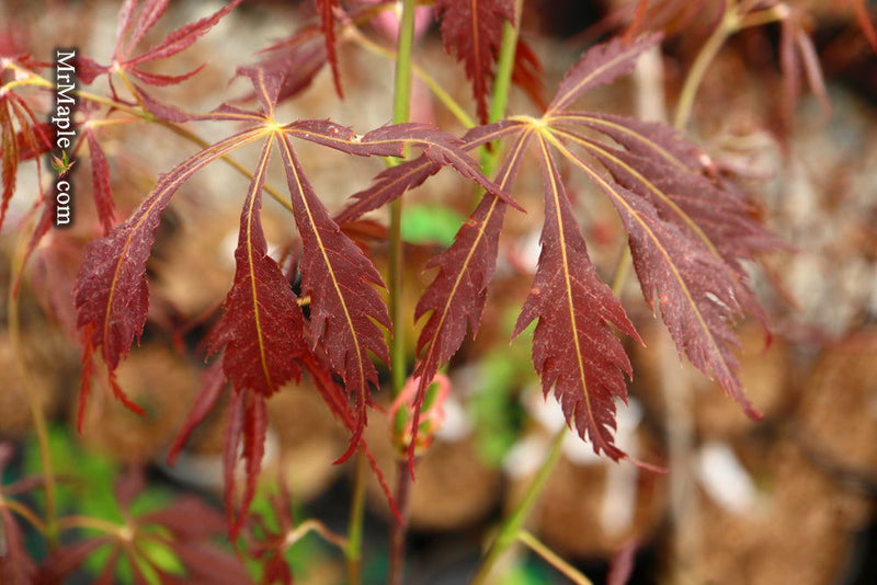 - Acer palmatum 'JJ Fire Red' Japanese Maple - Mr Maple │ Buy Japanese Maple Trees