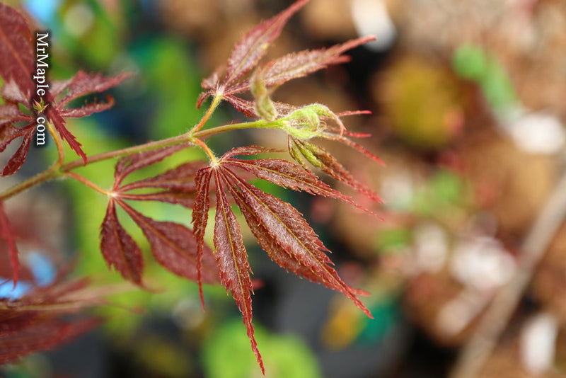 - Acer palmatum 'JJ Fire Red' Japanese Maple - Mr Maple │ Buy Japanese Maple Trees