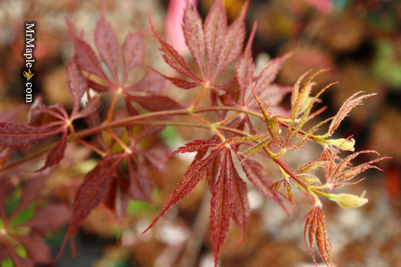 - Acer palmatum 'JJ Fire Red' Japanese Maple - Mr Maple │ Buy Japanese Maple Trees