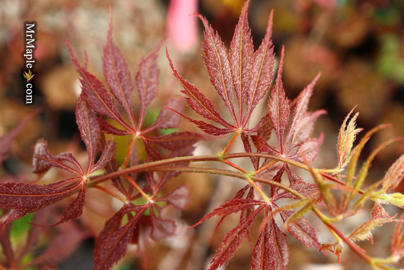 - Acer palmatum 'JJ Fire Red' Japanese Maple - Mr Maple │ Buy Japanese Maple Trees