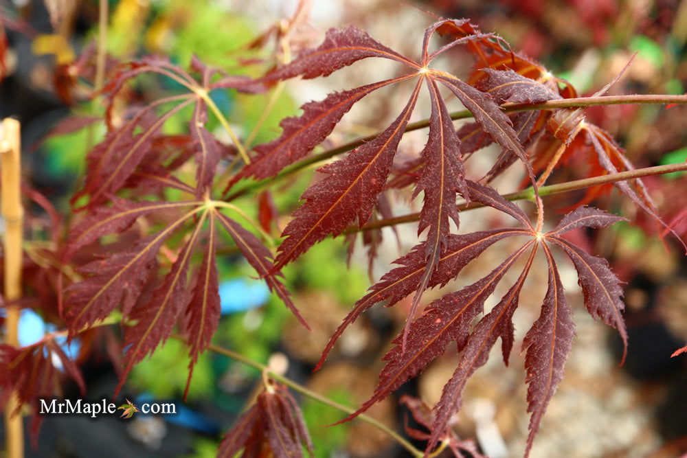 Fire Red Maple Buy Acer palmatum 'JJ Fire Red' Japanese Maple — Mr Maple │ Buy ...