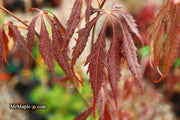 - Acer palmatum 'JJ Fire Red' Japanese Maple - Mr Maple │ Buy Japanese Maple Trees
