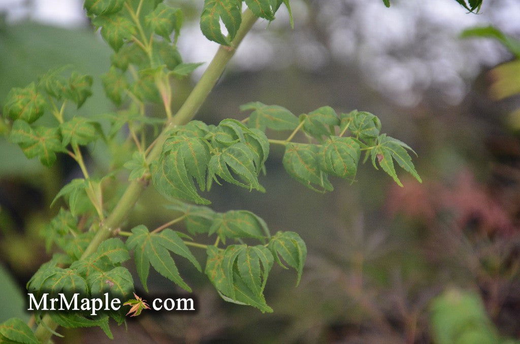 - Acer palmatum 'Japanese Lanterns' Japanese Maple - Mr Maple │ Buy Japanese Maple Trees