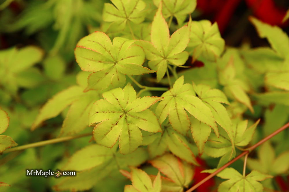 - Acer palmatum 'Japanese Lanterns' Japanese Maple - Mr Maple │ Buy Japanese Maple Trees