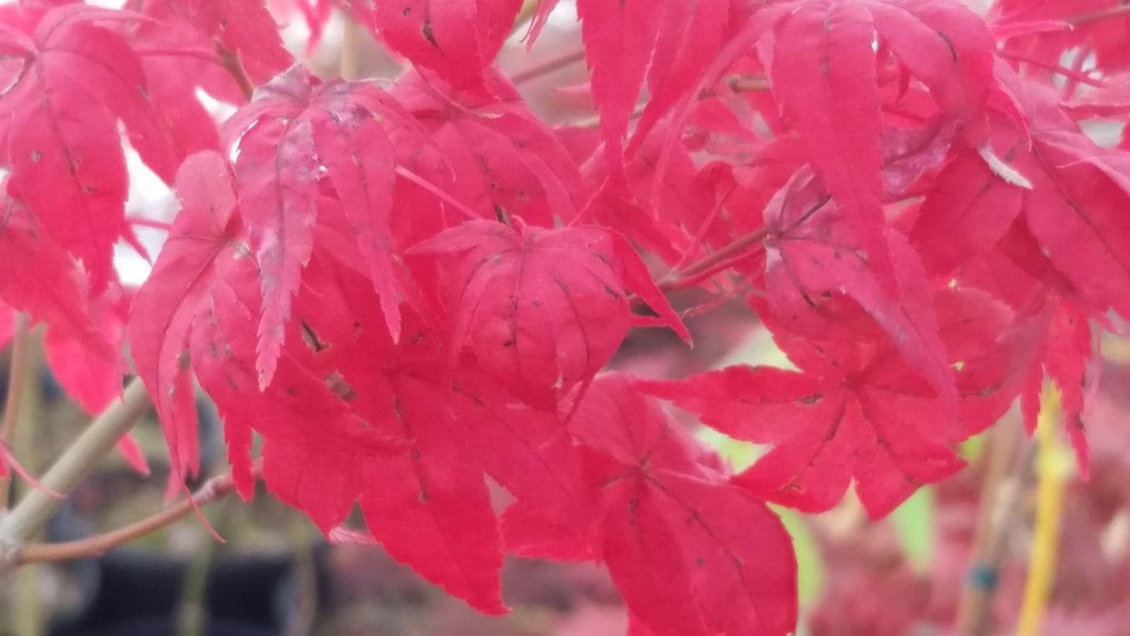 - Acer palmatum 'Japanese Lanterns' Japanese Maple - Mr Maple │ Buy Japanese Maple Trees