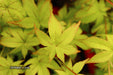 - Acer palmatum 'Japanese Lanterns' Japanese Maple - Mr Maple │ Buy Japanese Maple Trees