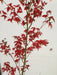 - Acer palmatum 'Japanese Lanterns' Japanese Maple - Mr Maple │ Buy Japanese Maple Trees