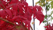 - Acer palmatum 'Japanese Lanterns' Japanese Maple - Mr Maple │ Buy Japanese Maple Trees