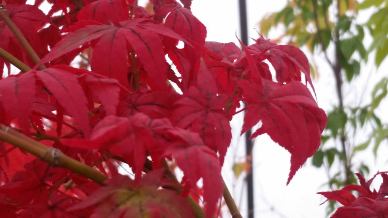 - Acer palmatum 'Japanese Lanterns' Japanese Maple - Mr Maple │ Buy Japanese Maple Trees