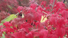 - Acer palmatum 'Japanese Lanterns' Japanese Maple - Mr Maple │ Buy Japanese Maple Trees