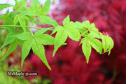 - Acer palmatum 'Japanese Lanterns' Japanese Maple - Mr Maple │ Buy Japanese Maple Trees