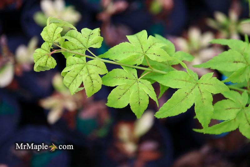 - Acer palmatum 'Japanese Lanterns' Japanese Maple - Mr Maple │ Buy Japanese Maple Trees