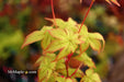 - Acer palmatum 'Japanese Lanterns' Japanese Maple - Mr Maple │ Buy Japanese Maple Trees