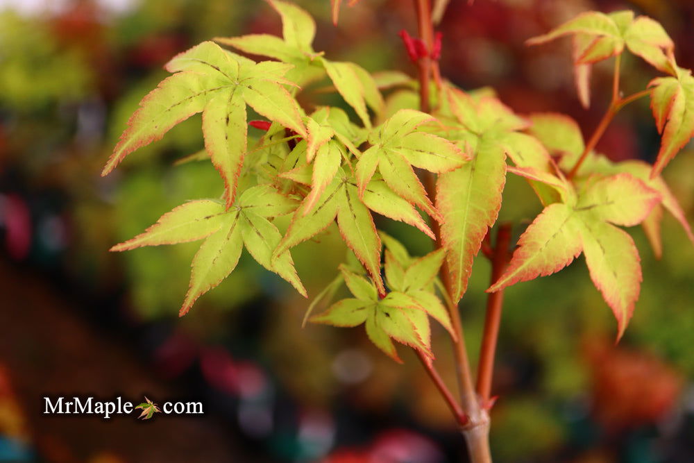 - Acer palmatum 'Japanese Lanterns' Japanese Maple - Mr Maple │ Buy Japanese Maple Trees