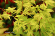 - Acer palmatum 'Japanese Lanterns' Japanese Maple - Mr Maple │ Buy Japanese Maple Trees