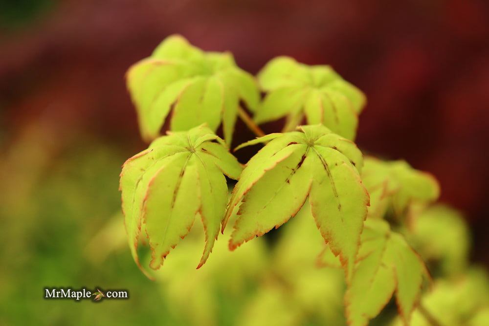 - Acer palmatum 'Japanese Lanterns' Japanese Maple - Mr Maple │ Buy Japanese Maple Trees