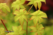- Acer palmatum 'Japanese Lanterns' Japanese Maple - Mr Maple │ Buy Japanese Maple Trees