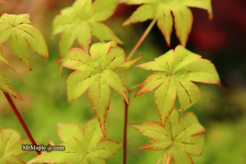 - Acer palmatum 'Japanese Lanterns' Japanese Maple - Mr Maple │ Buy Japanese Maple Trees