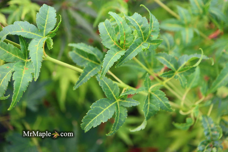 - Acer palmatum 'Japanese Lanterns' Japanese Maple - Mr Maple │ Buy Japanese Maple Trees
