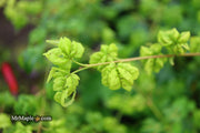 - Acer palmatum 'Japanese Lanterns' Japanese Maple - Mr Maple │ Buy Japanese Maple Trees