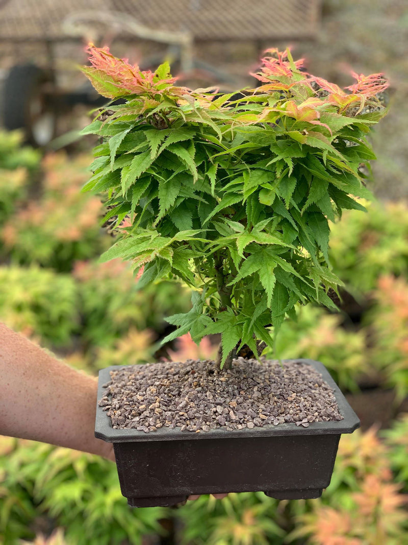 - Acer palmatum 'Japanese Princess' Japanese Maple in Bonsai Pot - Mr Maple │ Buy Japanese Maple Trees