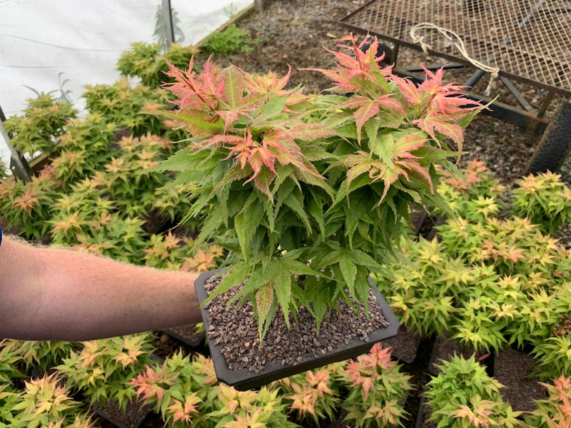 - Acer palmatum 'Japanese Princess' Japanese Maple in Bonsai Pot - Mr Maple │ Buy Japanese Maple Trees