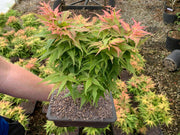 - Acer palmatum 'Japanese Princess' Japanese Maple in Bonsai Pot - Mr Maple │ Buy Japanese Maple Trees