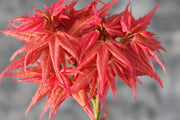 - Acer palmatum 'Japanese Princess' Japanese Maple in Bonsai Pot - Mr Maple │ Buy Japanese Maple Trees