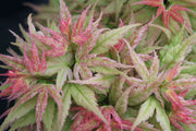 - Acer palmatum 'Japanese Princess' Japanese Maple in Bonsai Pot - Mr Maple │ Buy Japanese Maple Trees