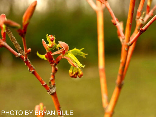 - Acer palmatum 'Japanese Sunrise' Coral bark Winter Interest Japanese Maple - Mr Maple │ Buy Japanese Maple Trees