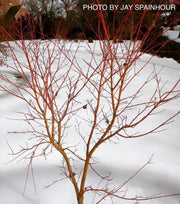 - Acer palmatum 'Japanese Sunrise' Coral bark Winter Interest Japanese Maple - Mr Maple │ Buy Japanese Maple Trees