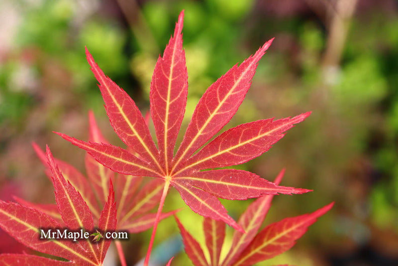 - Acer palmatum 'Jeannie's Dream' Japanese Maple - Mr Maple │ Buy Japanese Maple Trees