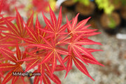 - Acer palmatum 'Jeannie's Dream' Japanese Maple - Mr Maple │ Buy Japanese Maple Trees