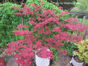 - Acer palmatum 'Jeannie's Dream' Japanese Maple - Mr Maple │ Buy Japanese Maple Trees