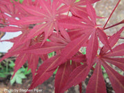 - Acer palmatum 'Jeannie's Dream' Japanese Maple - Mr Maple │ Buy Japanese Maple Trees