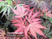 - Acer palmatum 'Jeannie's Dream' Japanese Maple - Mr Maple │ Buy Japanese Maple Trees