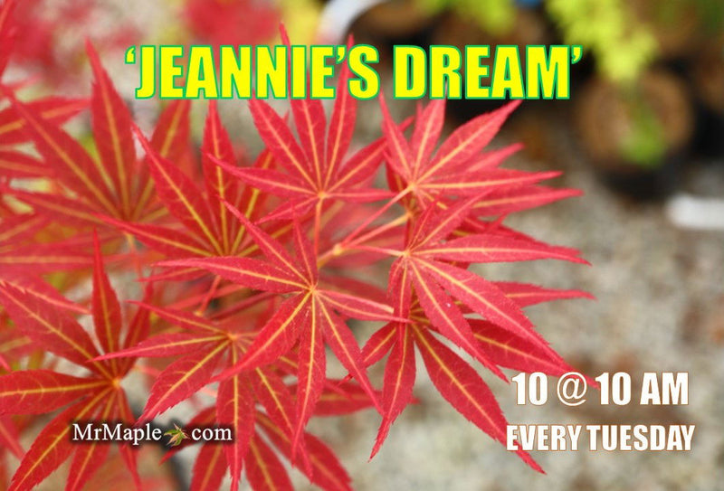 - Acer palmatum 'Jeannie's Dream' Japanese Maple - Mr Maple │ Buy Japanese Maple Trees