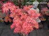 Acer palmatum 'Jerre Schwartz' Dwarf Japanese Maple - Mr Maple │ Buy Japanese Maple Trees