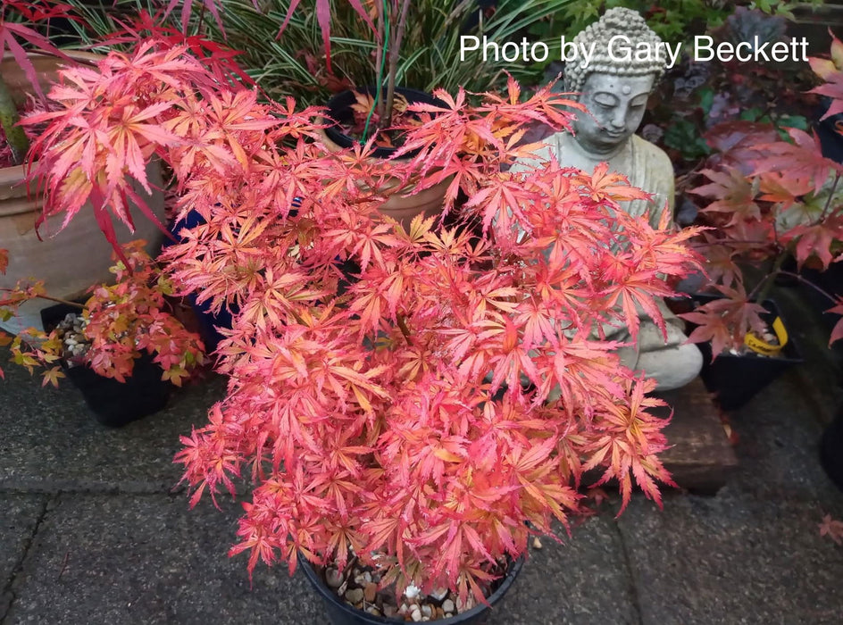 Acer palmatum 'Jerre Schwartz' Dwarf Japanese Maple - Mr Maple │ Buy Japanese Maple Trees