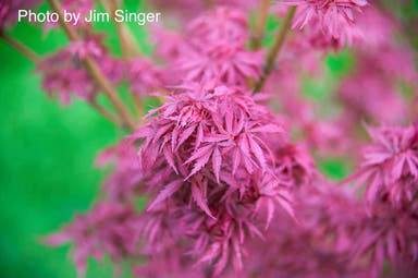 - Acer palmatum 'Jerre Schwartz' Dwarf Japanese Maple - Mr Maple │ Buy Japanese Maple Trees