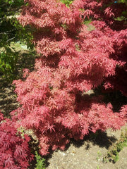 - Acer palmatum 'Jerre Schwartz' Dwarf Japanese Maple - Mr Maple │ Buy Japanese Maple Trees