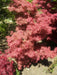 Acer palmatum 'Jerre Schwartz' Dwarf Japanese Maple - Mr Maple │ Buy Japanese Maple Trees